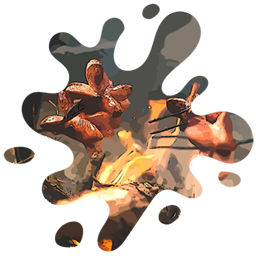 ognisko